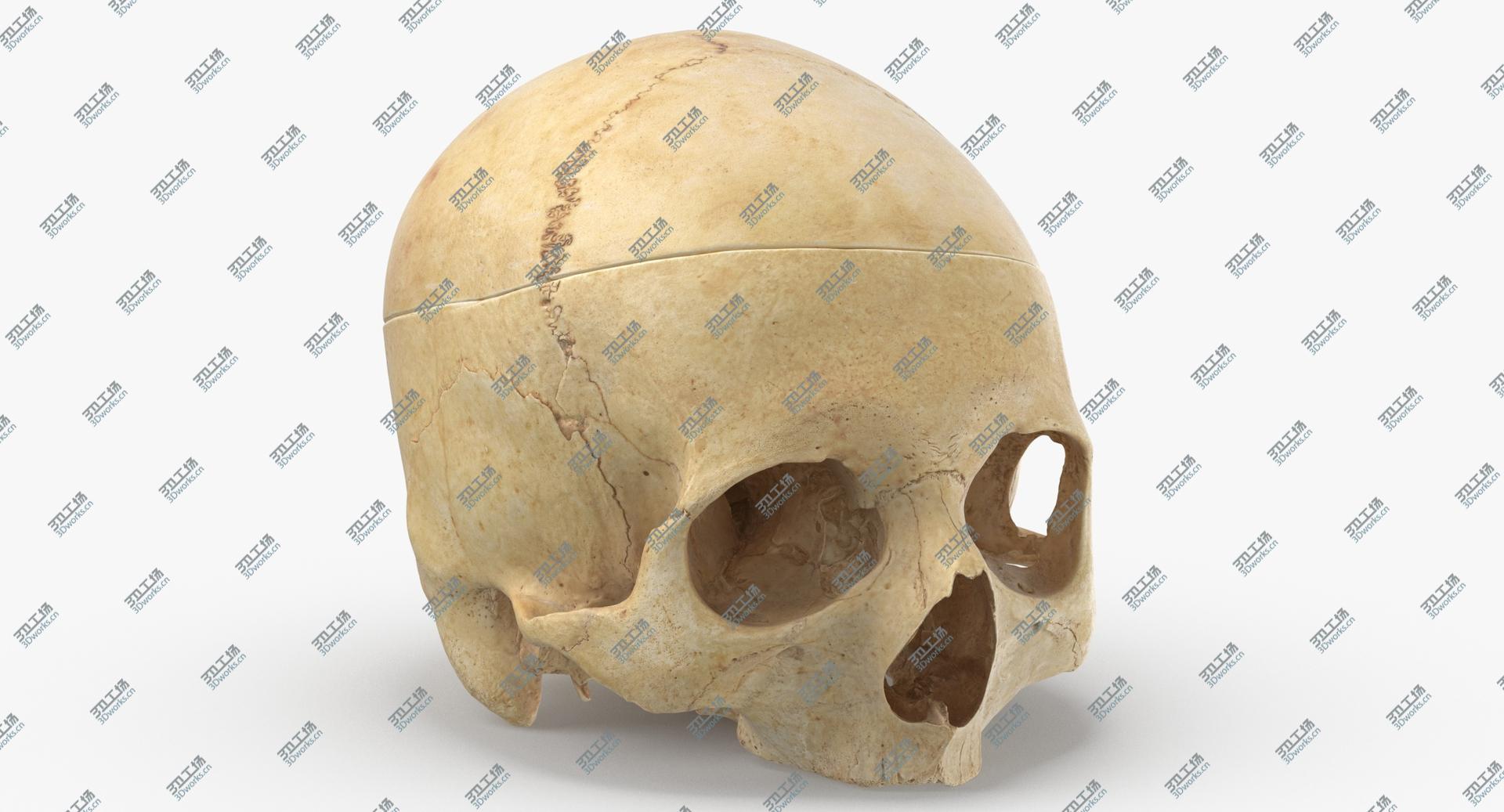images/goods_img/202104021/3D Real Human Skull Cranial 02 Cut With Piece/2.jpg